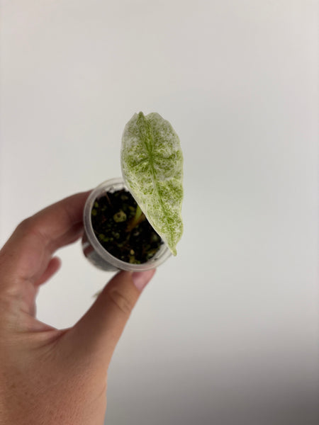 alocasia longiloba marble