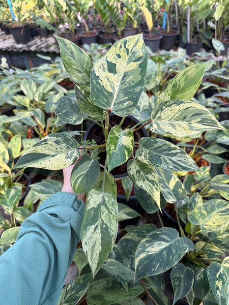 Philodendron emerald queen