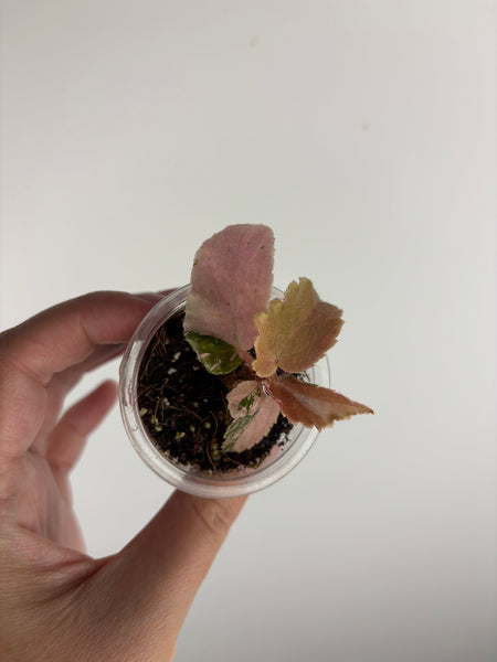 begonia ginny galaxy variegated A