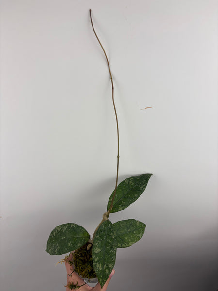 Hoya sp aceh barat