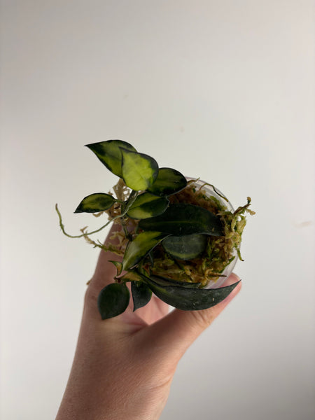 hoya lacunosa illumi B