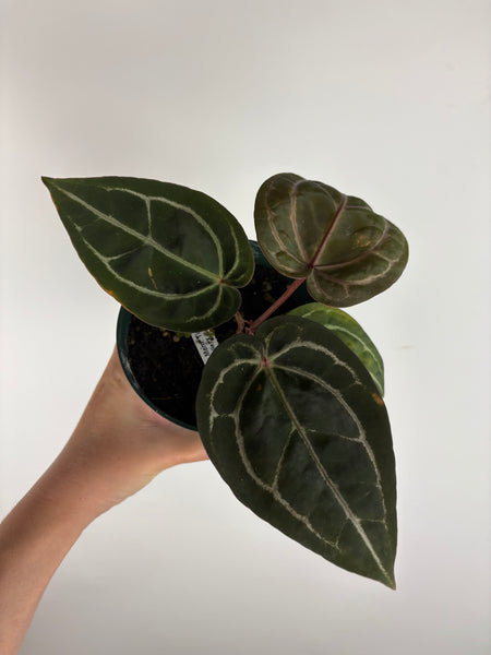 Anthurium 'Memoria Tim Anderson’ - (Doc Block Zara × Doc Block Michelle) X Anthurium Red Crystallinum from USA - 5