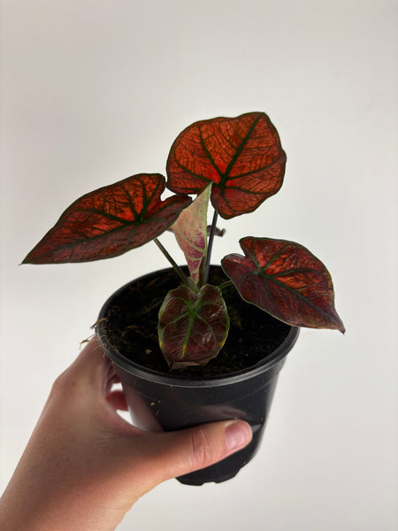 Caladium bicolour blazing red 4 inch