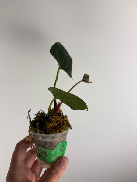 Anthurium king of spades x Fort Sherman B2
