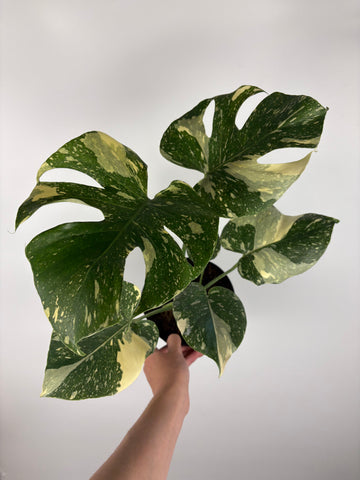 Monstera Thai constellation 6 inch - high var - 3