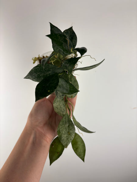 hoya lacunosa nirwana A