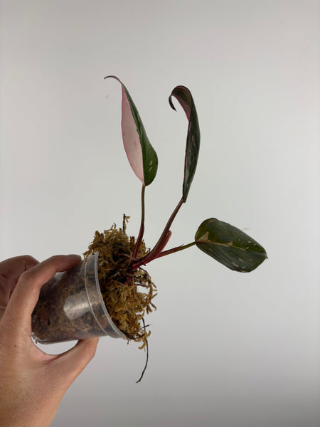 Philodendron pink cherry (Indonesia)