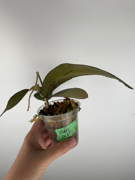 hoya clemensiorum aceh as is