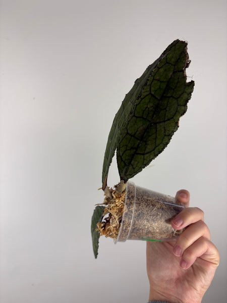 hoya clemensorium kemiri A