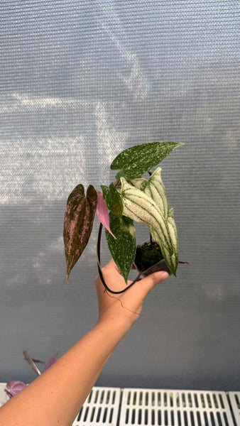 Dioscorea pixel pink (Thailand) unacclimated