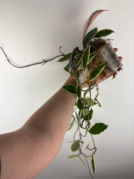 Hoya flamingo dream full plant