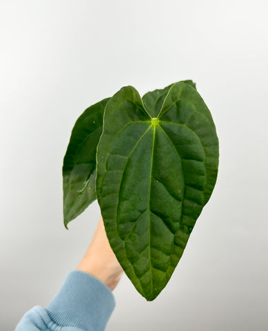 Anthurium crystallinum x Luxurians x sagittatum A (Thailand)