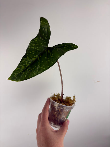 Alocasia shattered glass C