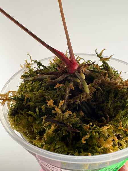 Anthurium crystallinum Petir variegated - Double growth point