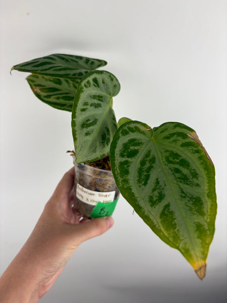 Anthurium silver king x silver tiger B