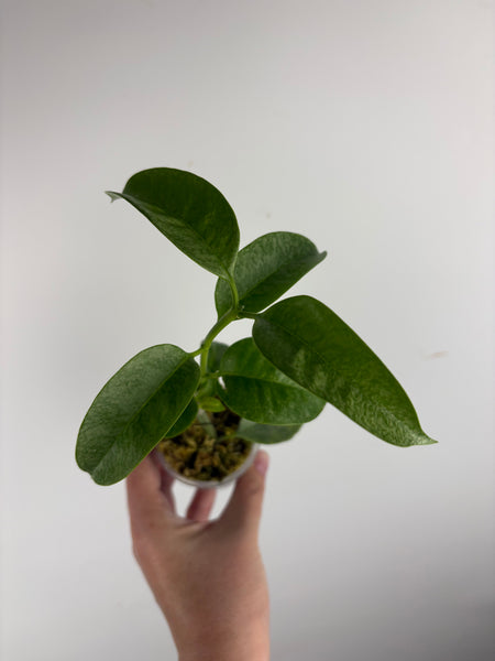Hoya Multiflora wonderphil silver