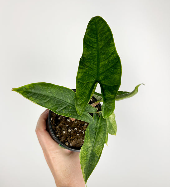 Alocasia Sulawesi green carpet Variegated A