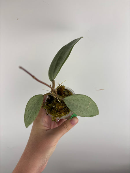 Hoya Glabra silver B