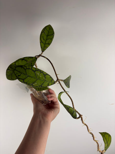 hoya callistophylla turtle C