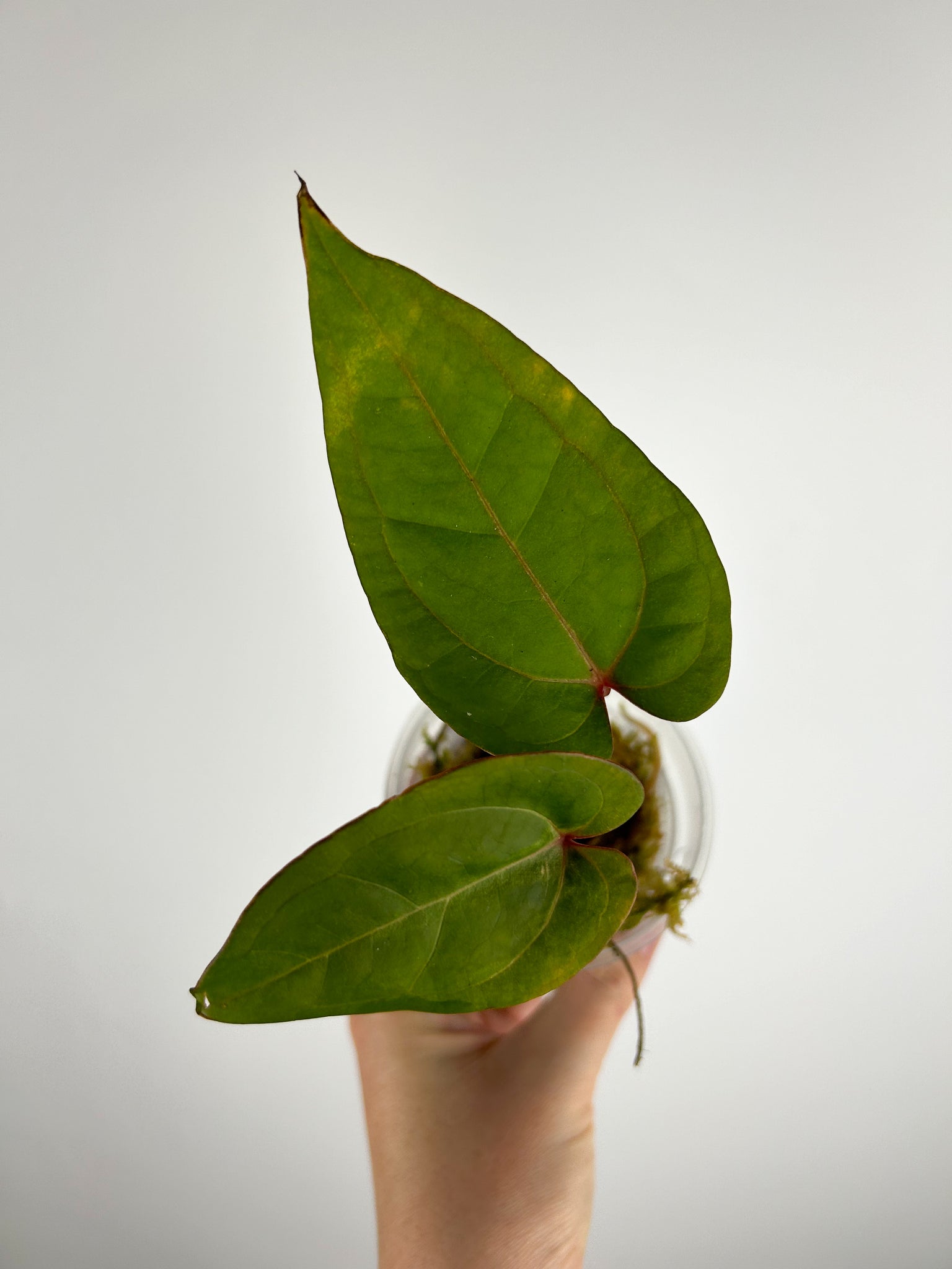 Anthurium papillilaminum Red stem x portillae indo A