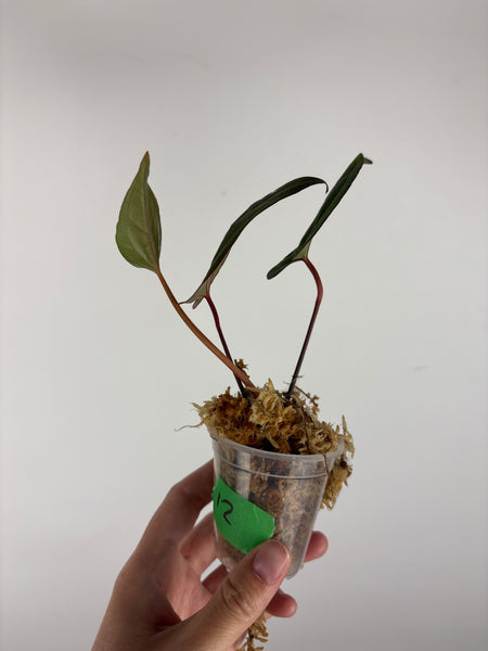 Anthurium blue papi seed 12