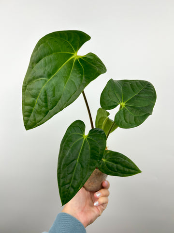 Anthurium forgetii x luxurians B (Thailand)