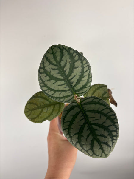 Cosmianthemum