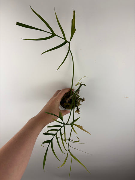 philodendron polypodioides