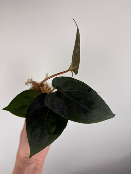 Anthurium king of spades x Fort Sherman B