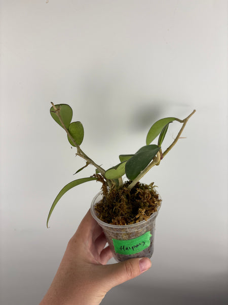 hoya haiphong