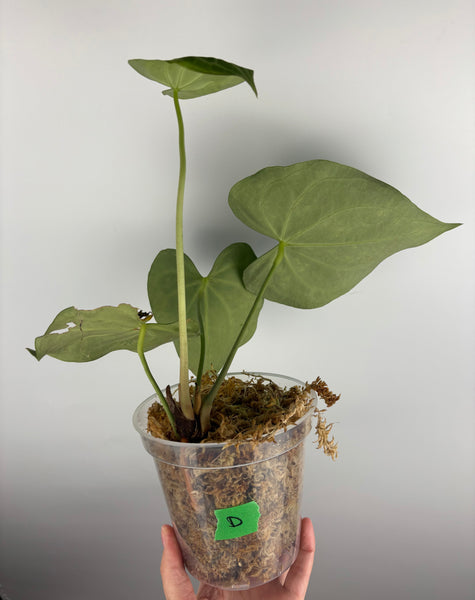 Anthurium clarinervium white spider D