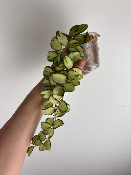 hoya Mathilde variegated