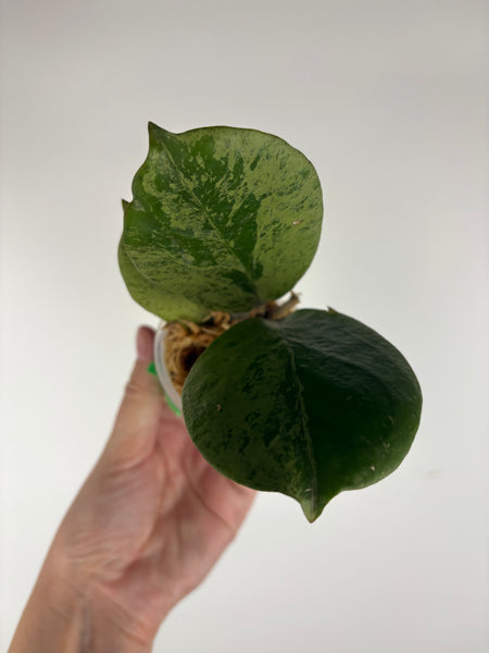 Hoya Michele silver C