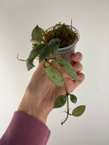 Hoya lacunosa sulcata 10