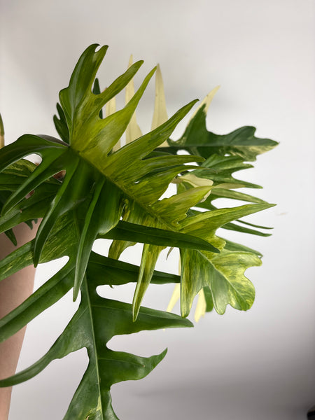 Florida beauty x tortum (Thailand) B huge plant