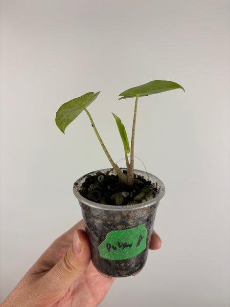 alocasia puber aurea variegated