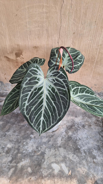 Anthurium red tiger unacclimated large plant