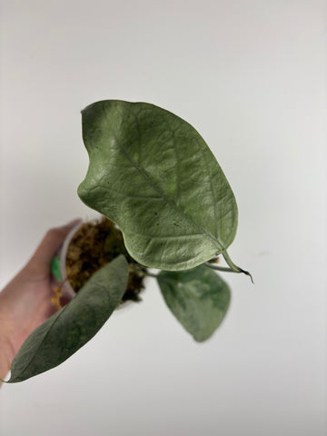 hoya coriacea silver 2
