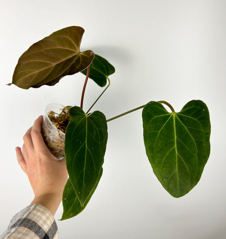 Anthurium papi flat sinus