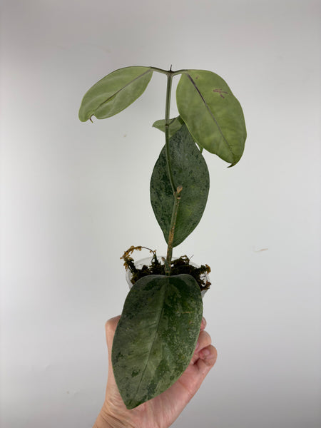 hoya coriacea silver 2