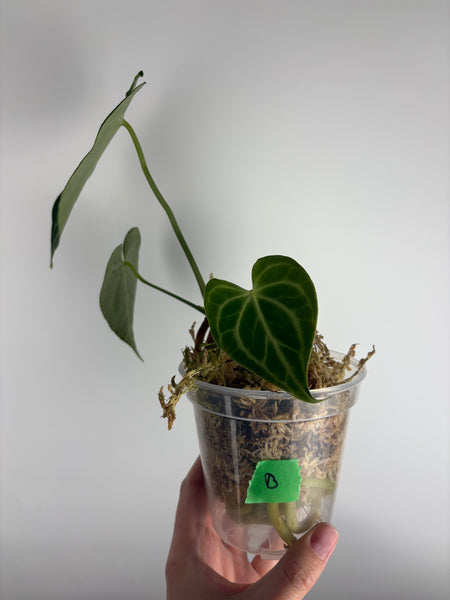 Anthurium King clari original Indonesia B