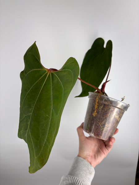 Anthurium red of Java x Blue papillilaminum as is