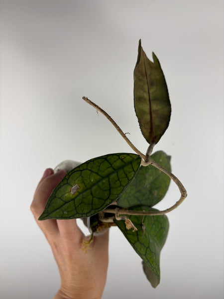 hoya clemensiorum aceh as is
