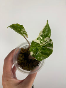 Alocasia low rider albo variegated