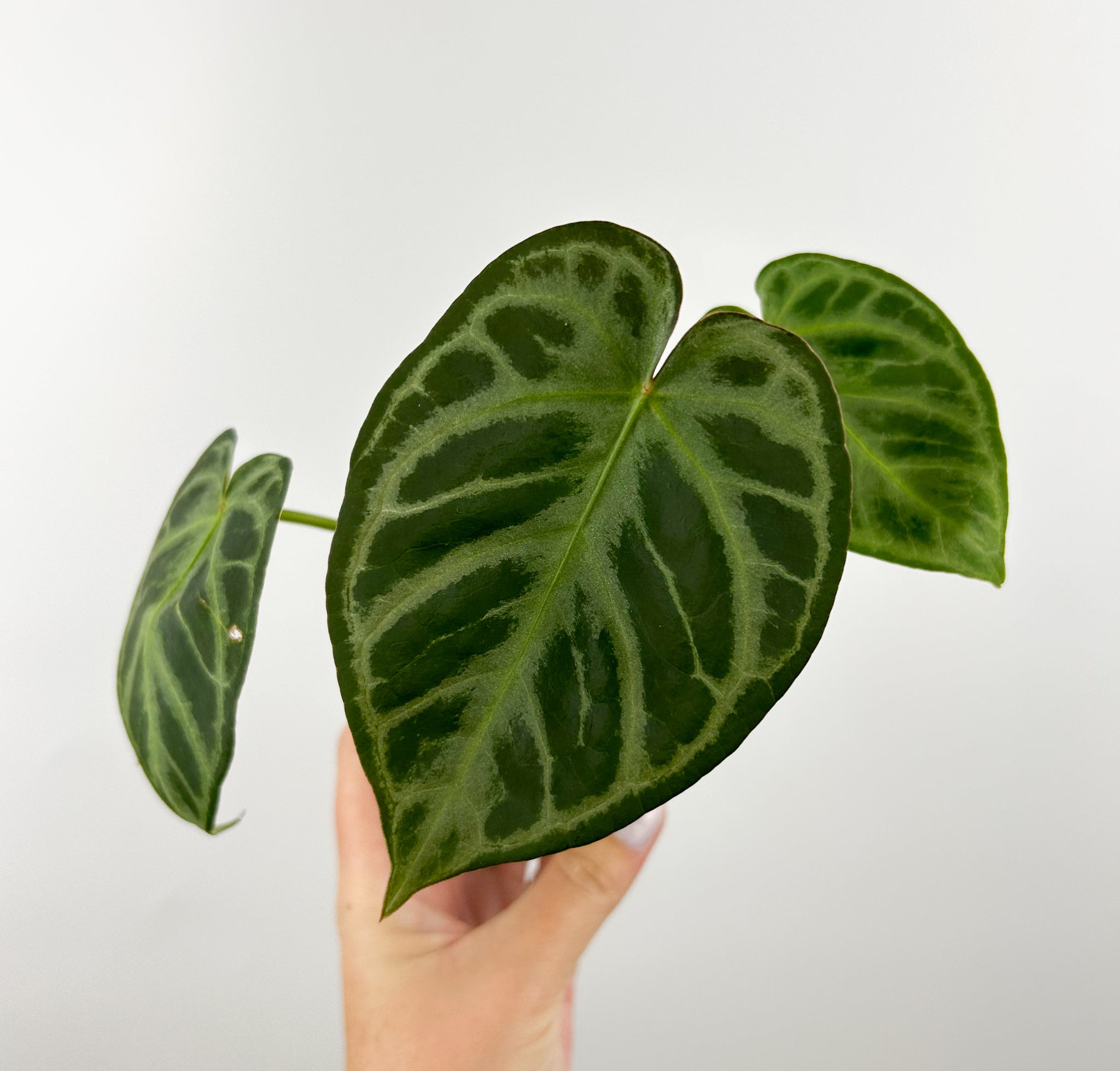 Anthurium silver hope x doryaki A