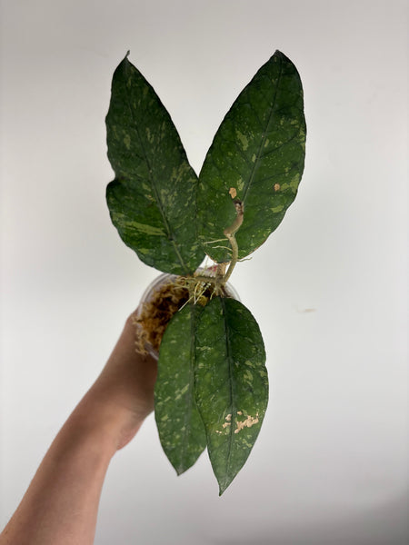 hoya Sp aceh ar11 A