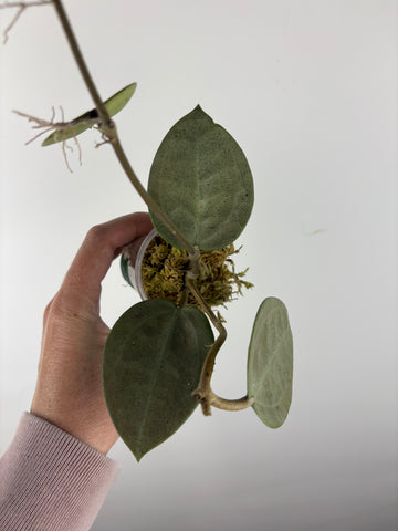 hoya verticillata silver heart