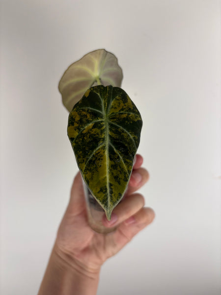Alocasia black velvet gold