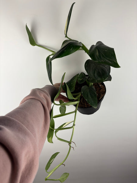 Monstera Standleyana Albo Variegata (Cobra) 6 inch as is