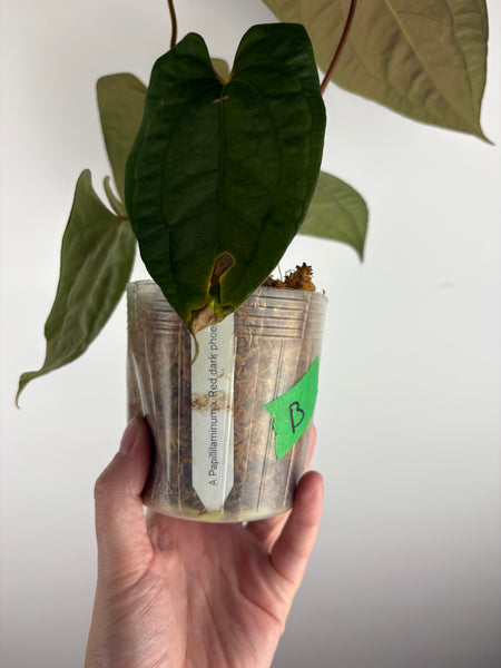 Anthurium papillilaminum x red dark phoenix B